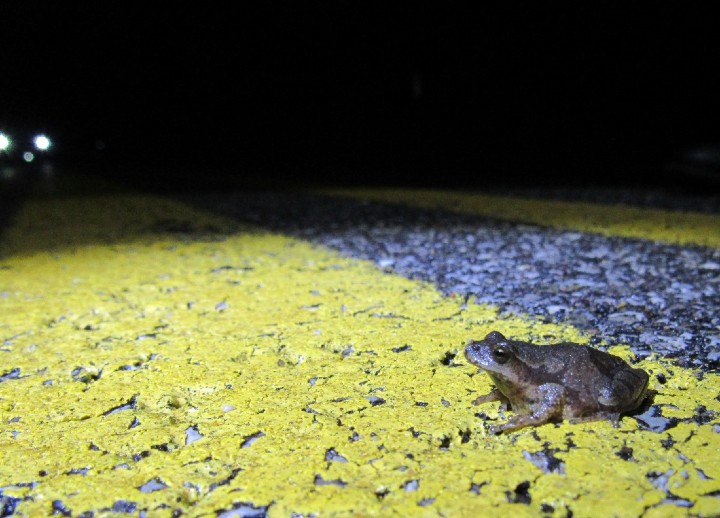 Spring Peeper